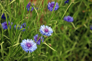 Closeup of Cornflower blooms, Kent England
