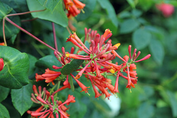 Closeup of Trumpet Honeysuckle flowers, Kent England
