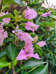 A symphony of soft pinks and lush greens. These bougainvillea blossoms are a vibrant testament to...