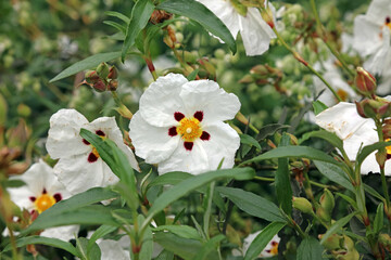 Macro image of a Common Gum Cistus flower, Kent England
