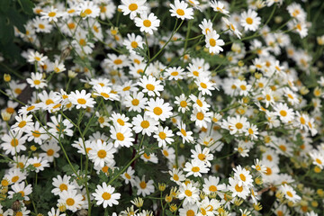 Macro image of a patch of Feverfew flowers, Kent England
