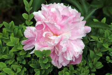 Macro image of a Peony flower covered with rain drops, Kent England
