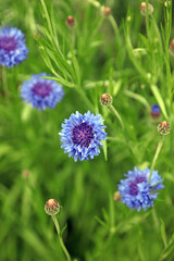 Macro image of Cornflower blooms, Kent England
