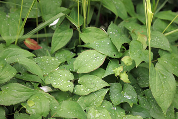Macro image of leaves covered with rain drops, Kent England
