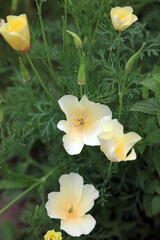Macro image of pale yellow California Poppy blooms, Kent, England
