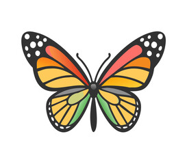 Colorful butterfly . Vector illustration