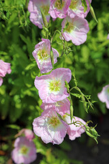 Macro image of White Evening Primrose blooms, Kent England
