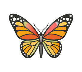 Fototapeta premium Colorful butterfly . Vector illustration