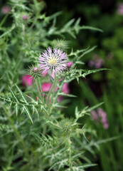 Purple Milk Thistle flower, Kent England
