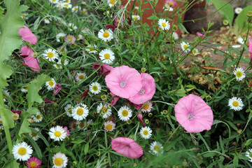 Mallow Bindweed and Mexican Fleabane flowers, Kent England

