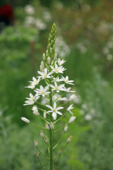 St Bernard's lily bloom, Kent England
