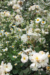 White Roses among Oxeye Daisies and Bladder Campion, Kent England

