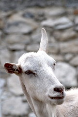 Kopf einer weilblichen Ziege. Head of a female goat.