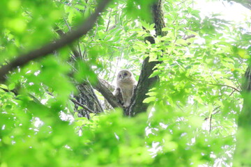フクロウの幼鳥