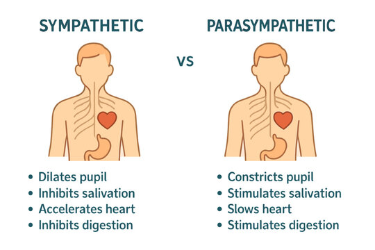 The difference between the sympathetic and parasympathetic nervous systems is a key concept