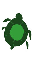 turtle on a white background