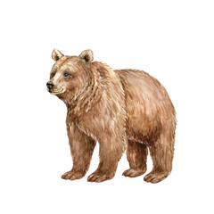 Watercolor brown bear. Forest wild animal illustration. Kind smiling predator drawing isolated on white background. Hand painted art. Children graphic for poster, sticker, education, card.