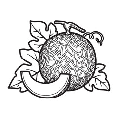 Hand drawn vintage art silhouette of cantaloupe melon with leaves and slice