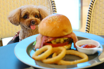 大きなハンバーガーに驚くトイ・プードル