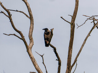 A solitary hooded crow perched on a bare tree branch against a pale sky