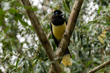 Iguaçu 