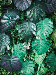 A top view of natural green leaves with rich textures, perfect as a nature-inspired background or tropical leaf wallpaper