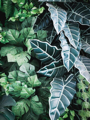 A top view of natural green leaves with rich textures, perfect as a nature-inspired background or tropical leaf wallpaper