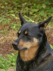 A curious black and tan dog with perked ears looking to the side in a natural setting