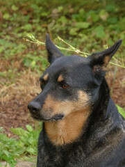A curious black and tan dog with perked ears looking to the side in a natural setting