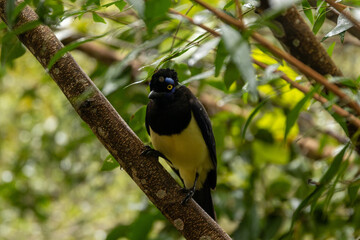Iguaçu 
