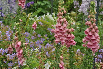 Beautiful pink foxglove flower in colorful summer garden © perlphoto