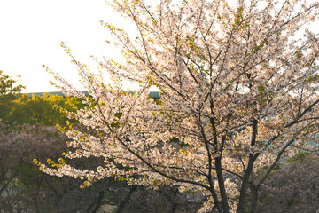Cherryblossoms in Full Bloom