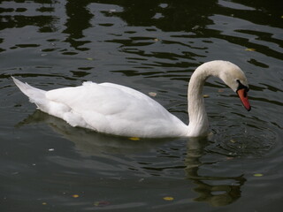 Graceful White Swan Floating Serenely on a Calm Reflective Lake