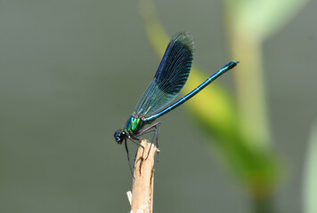 Banded demoiselle - damselfly  perchrd on stick out of focus background