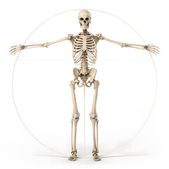 Human skeleton in presenting pose isolated on white background