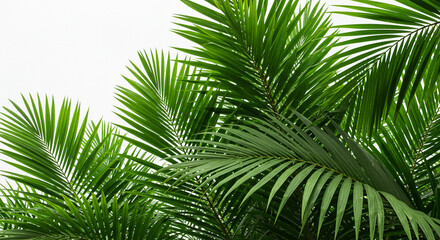 palm tree leaf