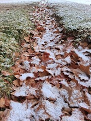 Nieve y hojas de &aacute;rboles