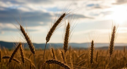 Golden wheat field under a cloudy sky during daytime in a rural environment