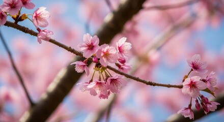 Fototapeta premium Delicate Pink Cherry Blossoms Blooming on a Tree Branch