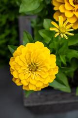 Close-up of a vibrant pink zinnia flower in full bloom, with layered petals and visible yellow...