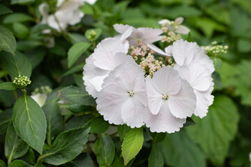 White lacecap hydrangea in full bloom surrounded by lush green foliage, with soft petals and...