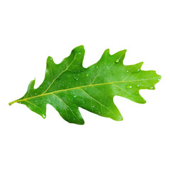 Fototapeta premium Vibrant green oak leaf with water droplets, symbolizing freshness and environmental awareness, isolated on transparency background