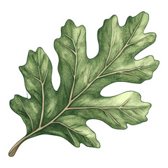 Fototapeta premium Detailed illustration of green oak leaf with visible veins, showcasing botanical accuracy and high fidelity in texture and shading. leaf has natural and realistic appearance