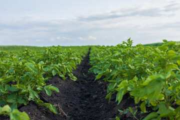 Healthy potato plants grow in neat rows, showcasing vibrant green foliage in a fertile field under...
