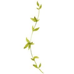 A flowing vine with small green leaves, painted in soft watercolor tones evoking lightness, organic elegance, and the serene rhythm of nature’s quiet beauty