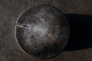 Texture of old tree stump
