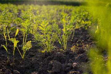 Fresh green carrot tops emerge from the dark soil, illuminated by the warm light of the setting sun...