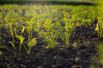 Healthy carrot plants thrive in rich soil, basking in warm sunlight, showcasing vibrant green...