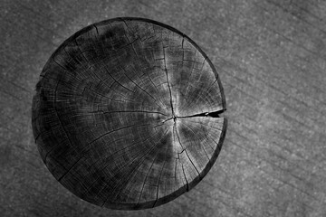 Texture of old tree stump