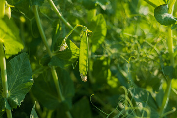 A green pea pod rests among vibrant leaves in a garden, showcasing its round seeds and rich...